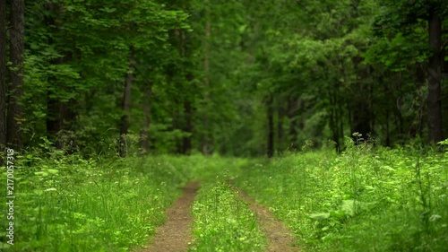 Overgrown Dirt Road Through a Lush Green Forest