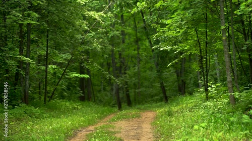 Winding Dirt Road Through a Lush Summer Forest