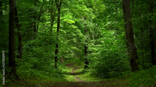 Winding Footpath Through a Dense Green Summer Forest