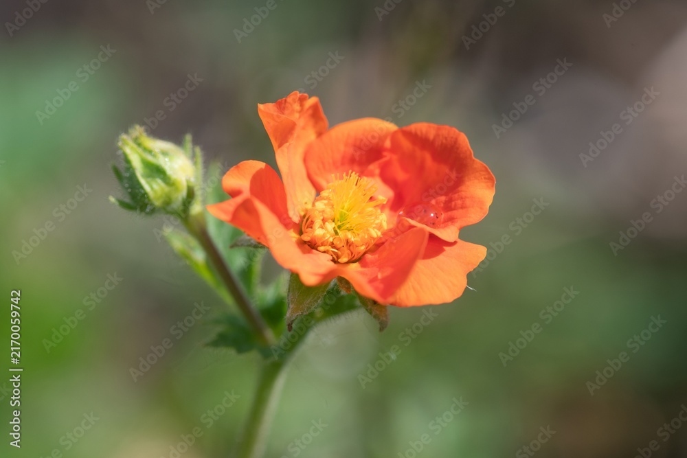 Obraz premium Close up of an orange geum coccineum flower
