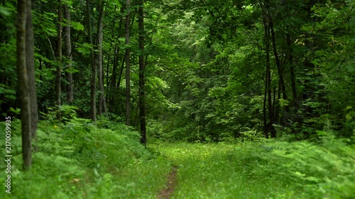 Hidden Grassy Trail Through a Dense Green Forest