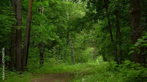 Narrow Dirt Road Through a Lush Green Summer Forest