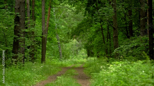 Quiet Dirt Track Winding Through a Green Summer Forest
