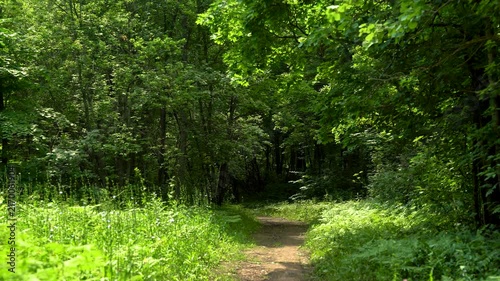 Narrow Sunlit Path Leading Into a Lush Green Forest