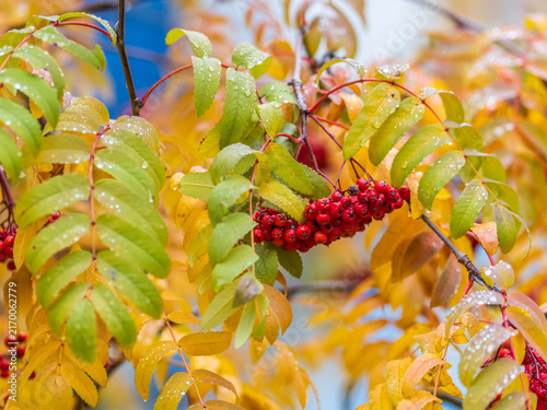 A bunch of red rowan in autumn leaves.