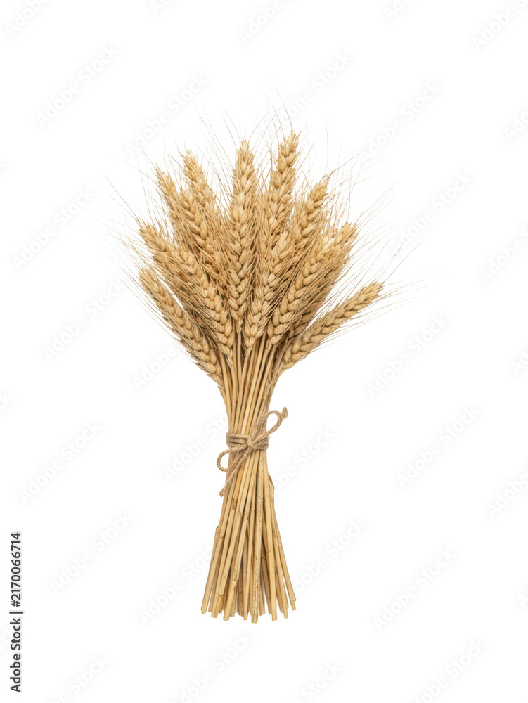 Fototapeta premium Sheaf Of Wheat Tied With Twine For Harvest And Baking Ingredient