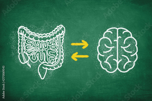 Gut Brain Connection Concept. The Brain And Digestive System, Mental Health And Microbiome Balance.	