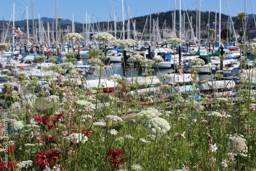 Yachts in the harbor - scenic marina view from a walkway