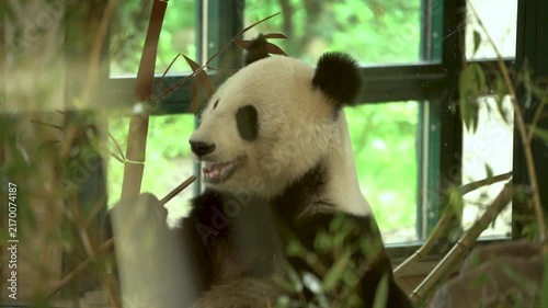 4K video of giant panda eating bamboo leaves indoors near window at Vienna Zoo, Austria. Close-up wildlife footage showing panda's natural feeding behavior in captive environment.