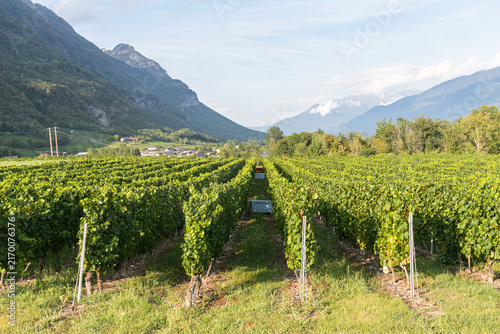 Scenic view of vineyard with harvest crates placed between rows ready for grape picking, with mountain and greenery landscape in background.