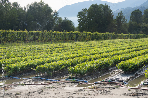 Young grapevine nursery plants cultivated in neat rows with irrigation system for vineyard commercial production, with greenery nature and mountain in background.