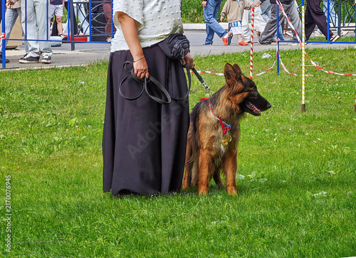 Fotografie Long-haired German Shepherd (German: Deutscher Schäferhund) with a roan coat and medals around its neck, standing on a grassy area next to its handler