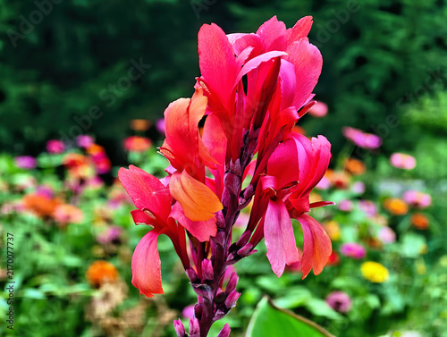 Konstfotografi Bright red flowering canna (Latin: Canna) is a striking tropical perennial with large, asymmetrical petals