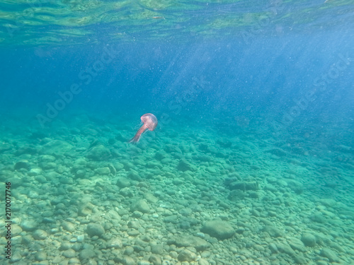 Obraz na plátne Underwater shot of a pink mauve stinger jellyfish swimming in clear turquoise Me