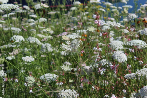 False Queen Anne's lace, bishop's flowers bloom along the walkway