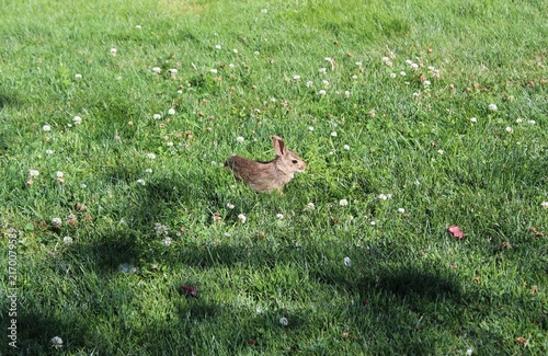 Wild rabbit in the grass