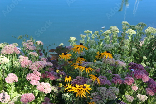 Summer flowers bloom along the border of the water