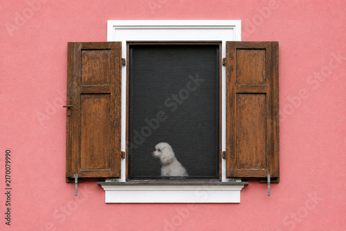 A white poodle looks out of an open window against a pink wall