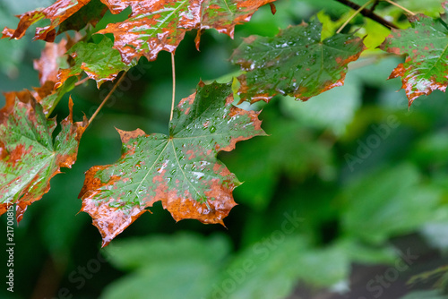 Heat-Damaged Maple Leaves Wet After the Rain