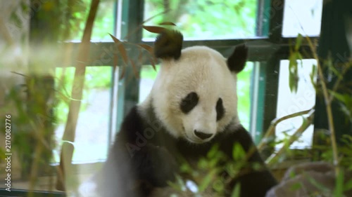 Giant panda eating bamboo in Vienna zoo enclosure. Close-up footage shows endangered species munching fresh bamboo shoots with lush green foliage background.
