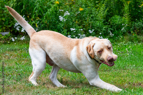 Fotografie Labrador Retriever playing in a grassy yard, mid-action play bow pose