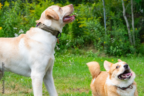 Happy Labrador Retriever smiling outdoors on a sunny day