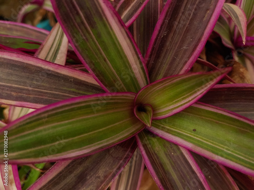 Colorful leaves plant growing in garden, closeup of leaf pattern, nature photography 
