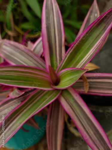 Colorful leaves plant growing in garden, closeup of leaf pattern, nature photography 