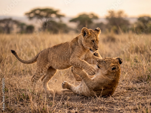 Plakat w ramie Lion cubs