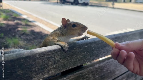 Curious squirrel takes a French fry directly from a tourist's hand while perched on a park bench at the National Mall in Washington, DC. 15325  