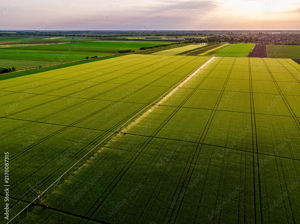 Obraz premium Aerial view of green wheat fields watered by a modern irrigation system under a clear sky during golden hour