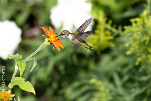 Ruby-Throated Hummingbird Hovering at an Orange Mexican Sunflower