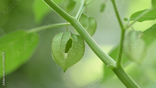 Pygmy groundcherry or Physalis angulata fruits on natural background.
