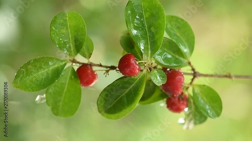 Branch cherry fruits and rain on natural background.