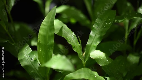 Centotheca lappacea branch green leaves on natural background.