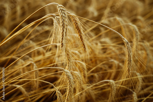 Obraz na płótnie Golden wheat stalks bend low, scattering ripe grains across a sun-drenched field