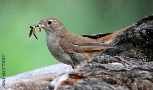 Konstfotografi a beautiful nightingale bird perched in freedom