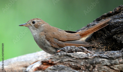 Konstfotografi a beautiful nightingale bird perched in freedom