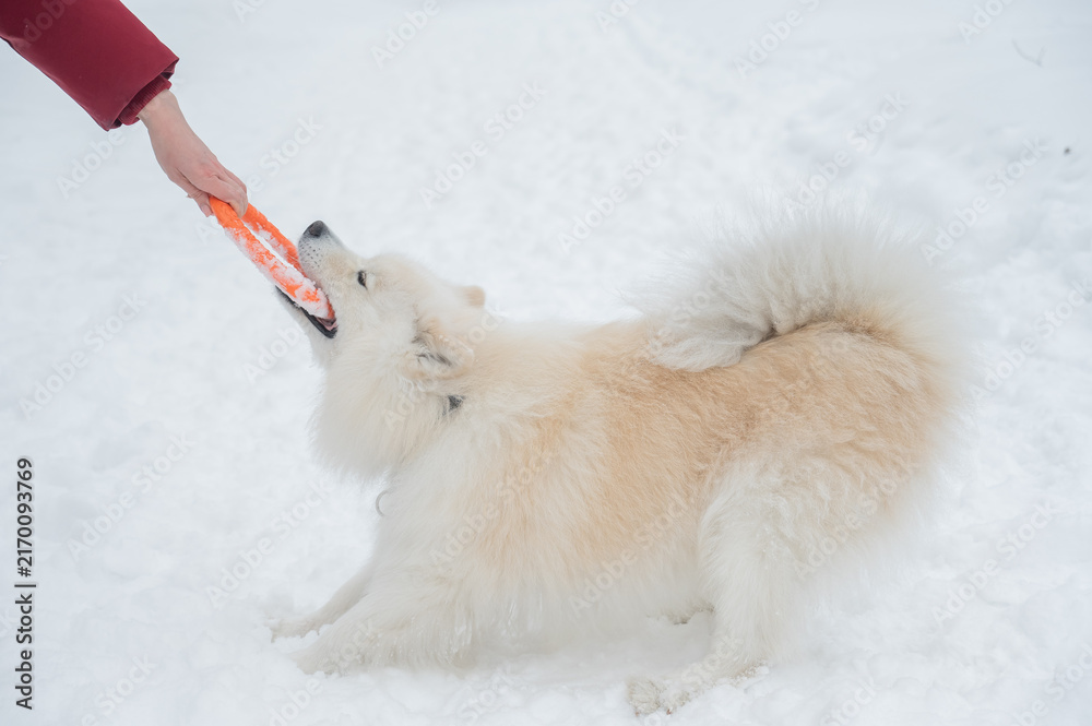 Naklejka premium A Samoyed dog plays with a puller on a winter walk.