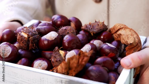 Smooth brown chestnuts with glossy shells fill rustic wooden container in outdoor autumn background. Concept of abundance of the fall harvest and connection with nature