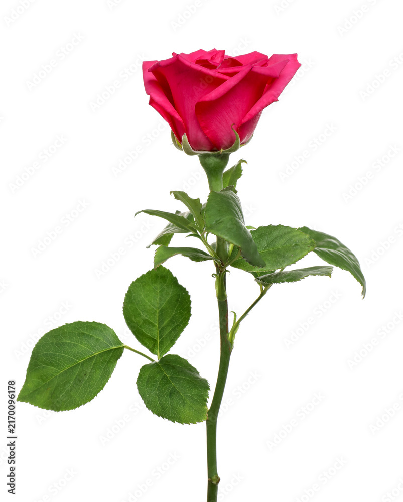 Obraz premium One beautiful pink rose isolated on white