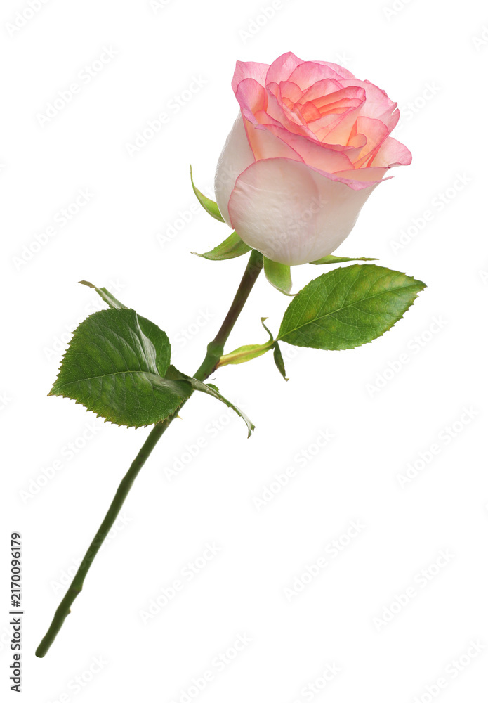 Fototapeta premium One beautiful pink rose isolated on white