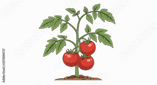 Tomato plant with ripe red tomatoes growing on a healthy vine in a garden setting with tomatoes hanging green