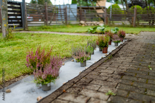 Potted pink heather plants arranged on landscape fabric before planting in a garden bed. Planning flower placement during a DIY backyard landscaping project.