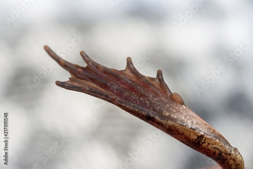 Agile frog, callus internus, metatarsal tubercle, prehallux, rana dalmatina, jumping frog, amphibian, amphibian, heel hump, frog, frog, amphibian, metatarsal tubercle