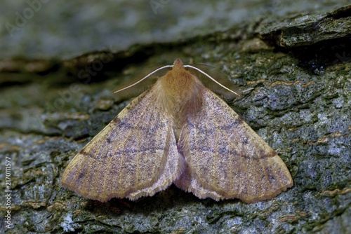 Colotois pennaria, spring feeler autumn tensioner, geometridae, hair back tensioner, tensioner, butterfly, feathered thorn, insects, moths, moths, moths, butterfly