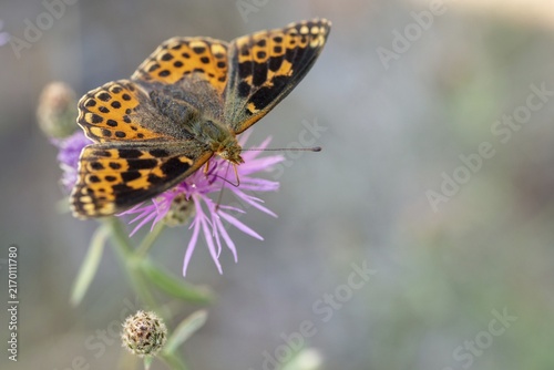 Aberration, argynnis lathonia, issoria lathonia, small mother-of-pearl butterfly, queen of Spain fritillary, butterfly, insects, butterfly, butterflies