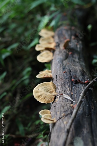 Obraz na płótnie Sequence of tan mushrooms growing along dead branch in green forest