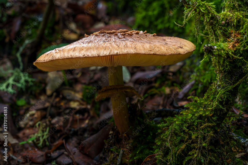 Fototapeta premium A photo of a mushroom