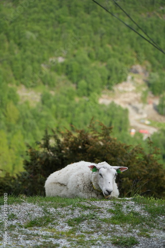 Картината върху платно White sheep resting on a grassy hillside above a Norwegian mountain valley